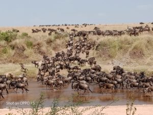 wildebeest-crossing-the-mara