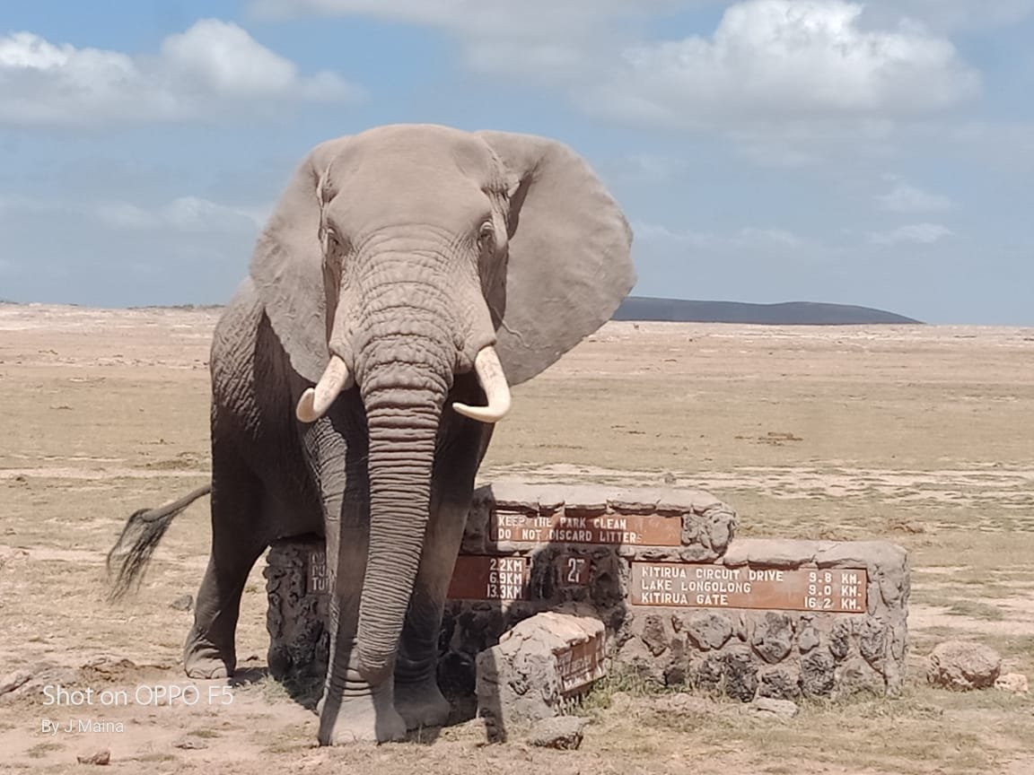 Elephant at Amboseli National Park