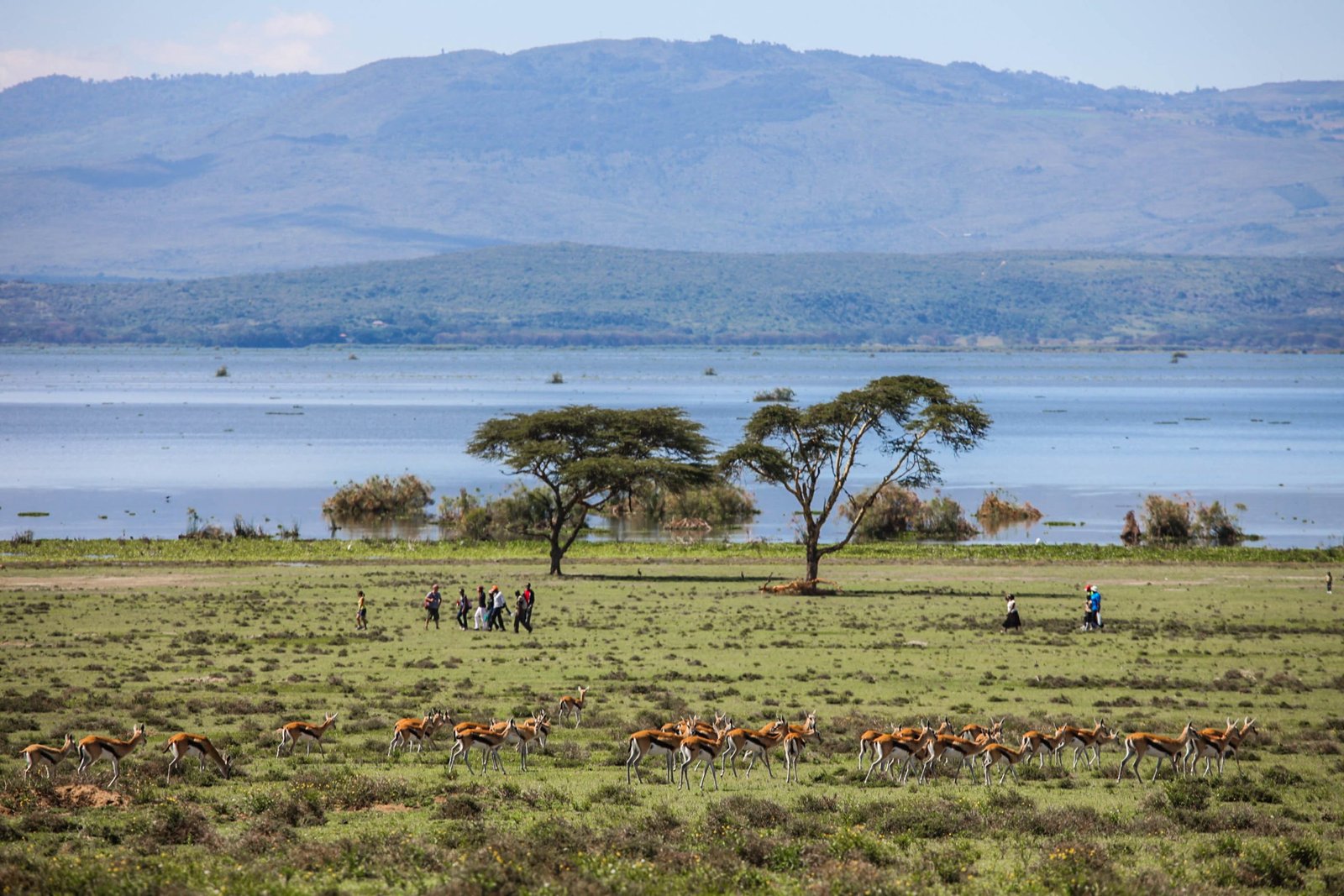 crescent island game sanctuary naivasha