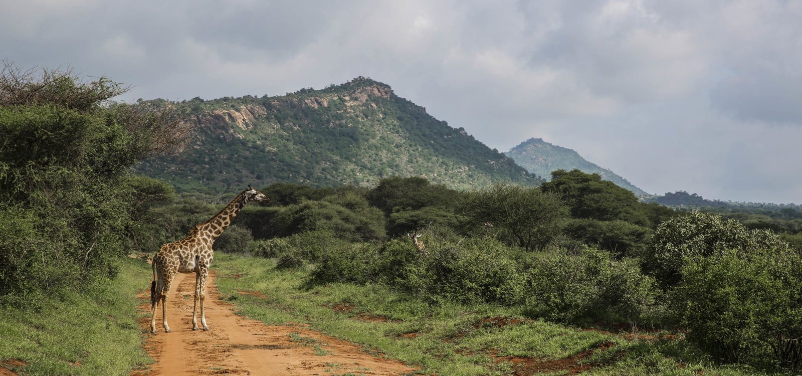 15521202673_9091d8c15b_4k Giraffe in Tsavo West National Park
