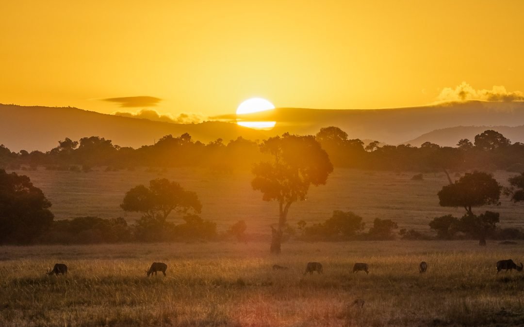Is September Better Than August for a Masai Mara Migration Safari?