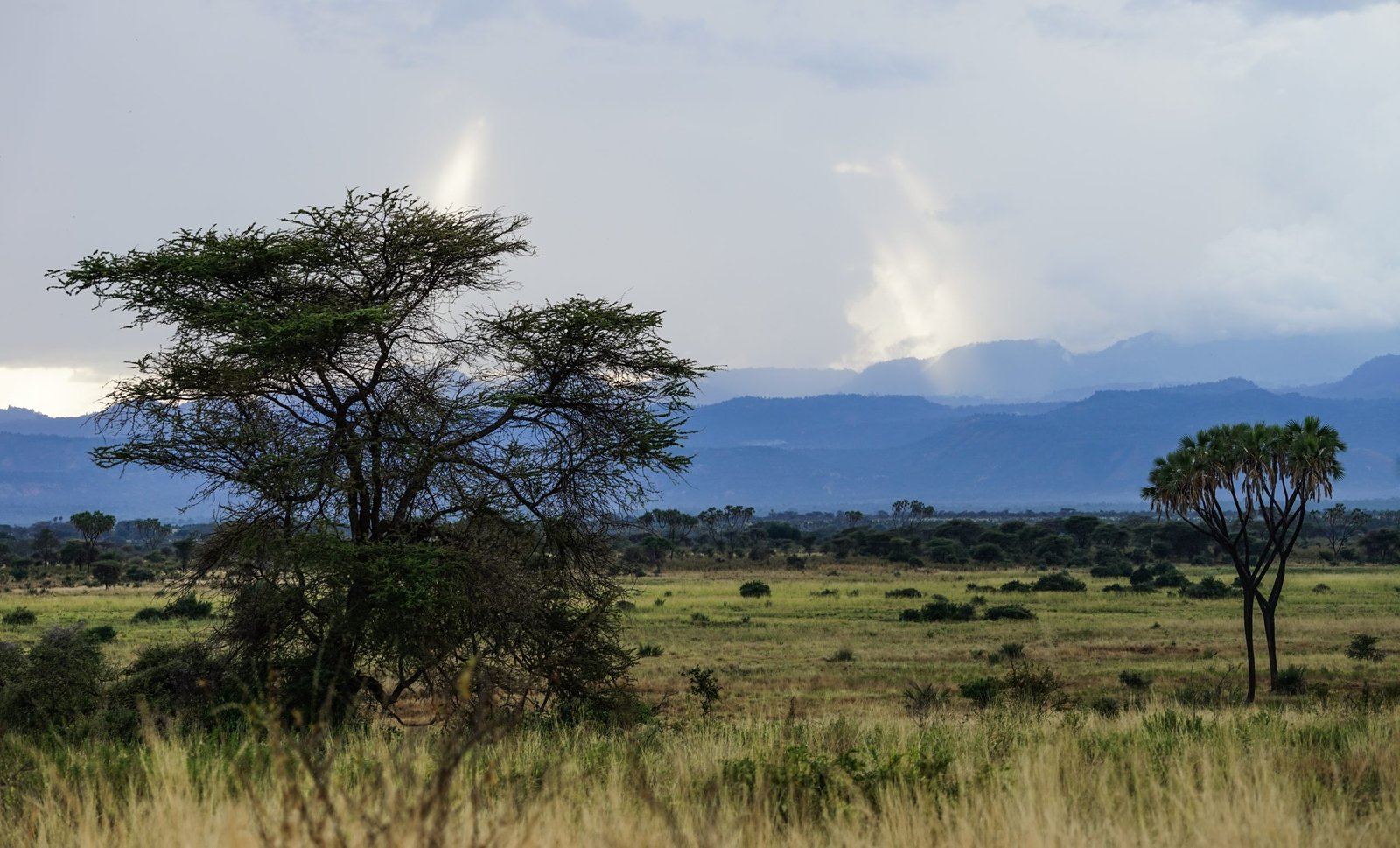 Meru_National_Park,_Kenya_-_31661042455 Meru National Park