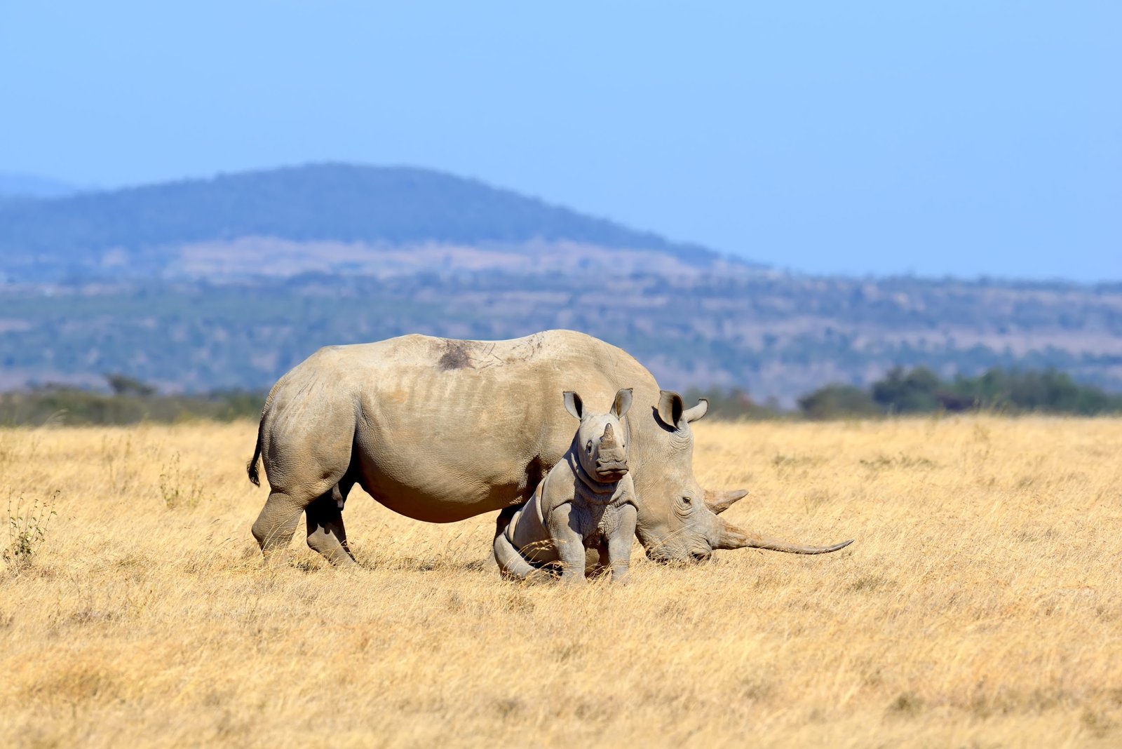 Solio game reserve
