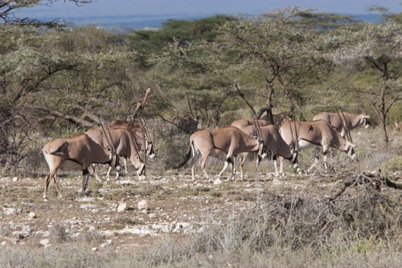 Shaba game reserve Shaba game reserve antelopes