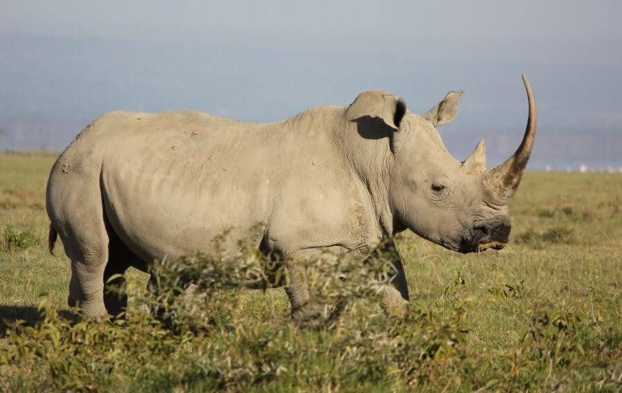 Picture of black rhino