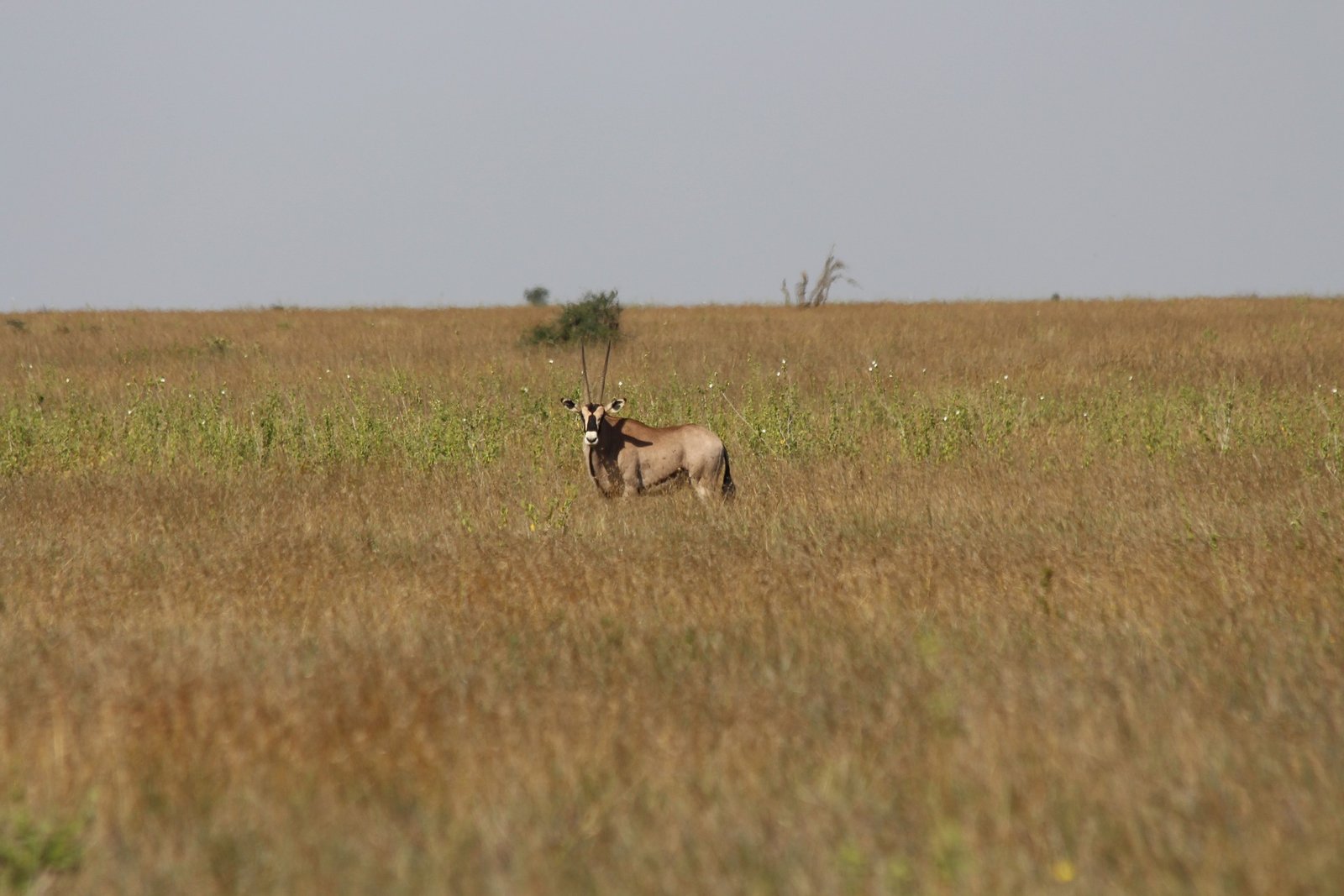 Laikipia Nature Conservancy