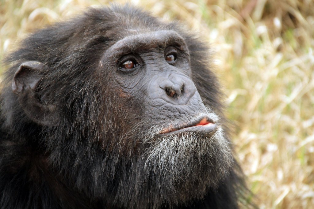 Picture of chimpanzee
