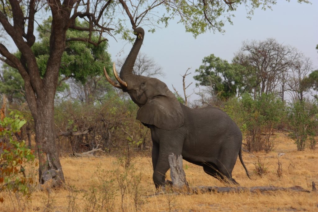 African Elephant reaching up a tree