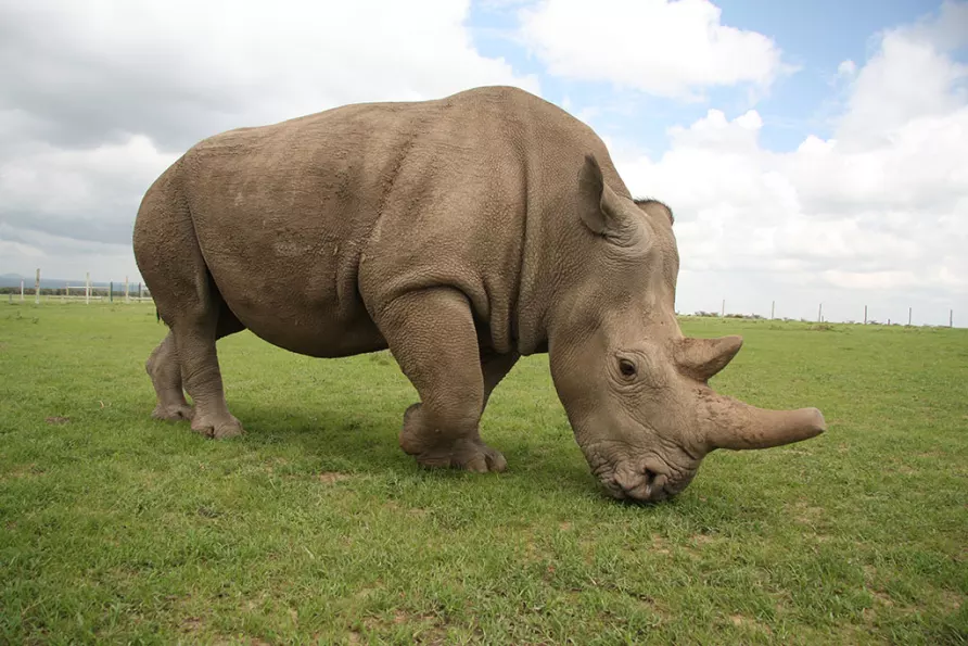 Fatu Nothern White Rhino