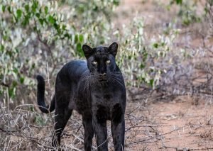 melanistic Leopard