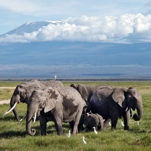 Elephants grazing in Amboseli swamps, north of Mount Kilimanjaro