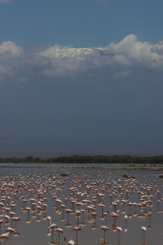 Lake Amboseli flamingoes
