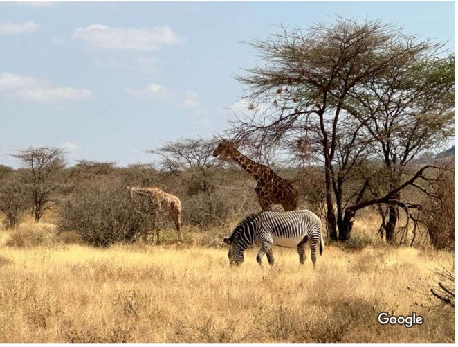 Samburu Game Reserve wild animals Samburu Game Reserve wild animals