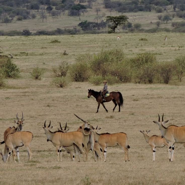 horseback riding in masai mara