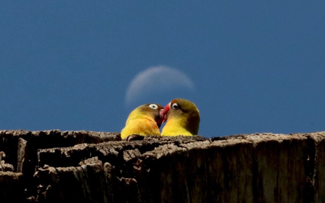 Adventure and Romance: Unique Activities for Your Honeymoon Safari