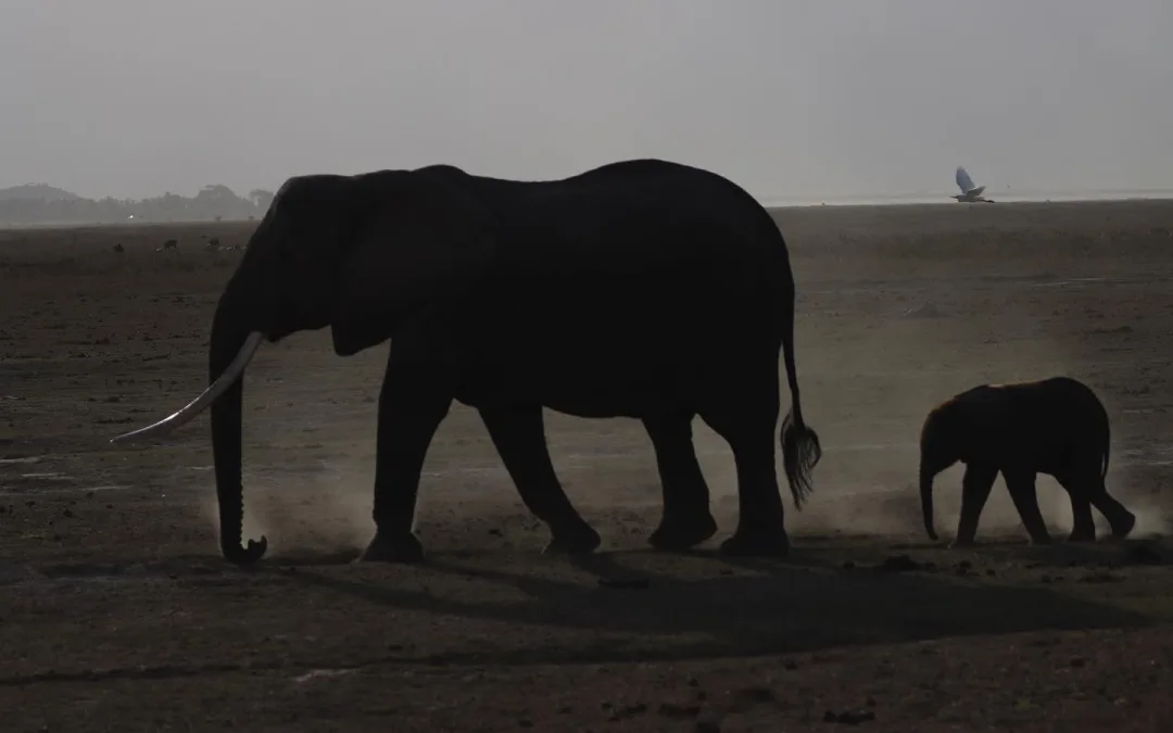 African elephant with a calf