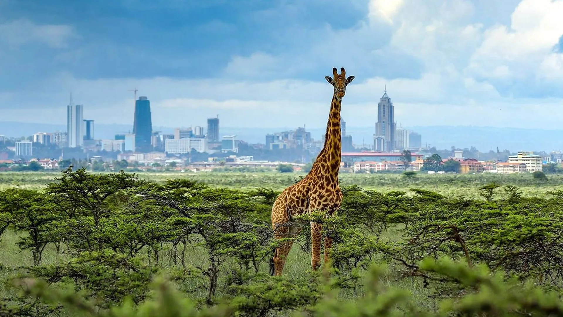 Giraffe at nairobi national park Giraffe at Nairobi National Park