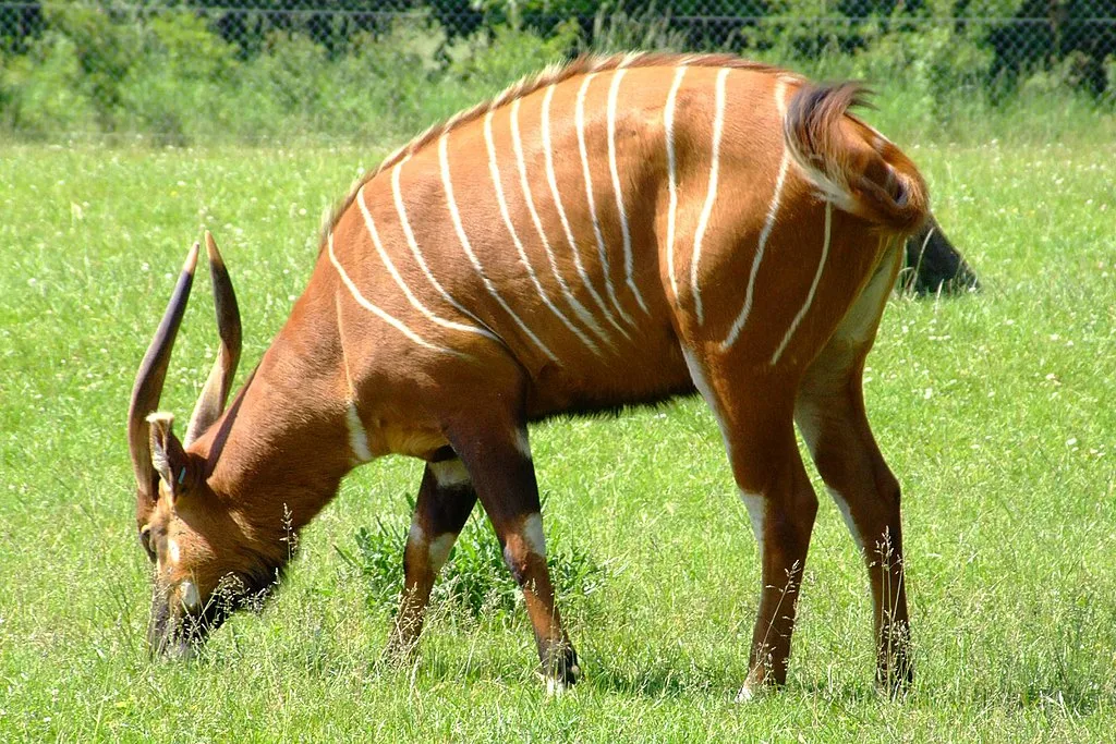 Mountain Bongo