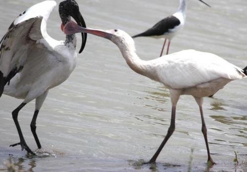 African Spoon Bill and Sacred Ibis