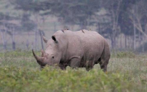 A white rhino grazing