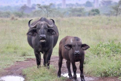 A cape buffalo with its calf