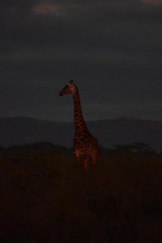 A giraffe at dusk