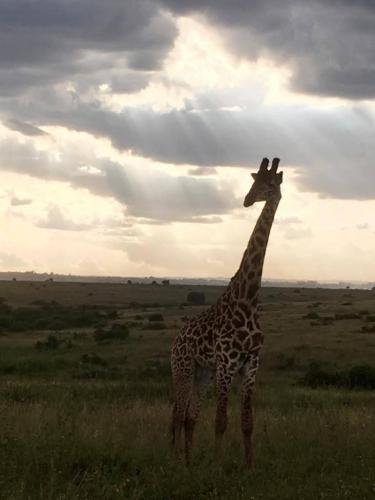 Giraffe in the savannah