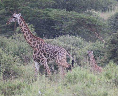 A giraffe walking with its calf