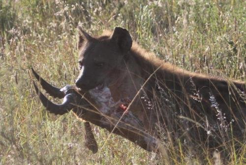 A hyena carrying a hartebeest's head