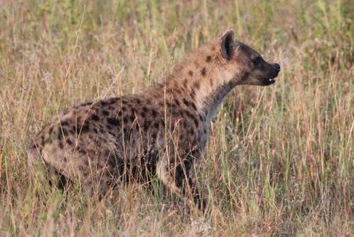 A hyena stalking prey