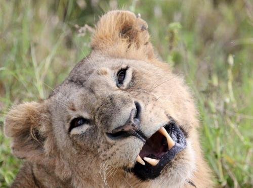 A lioness barring its teeth