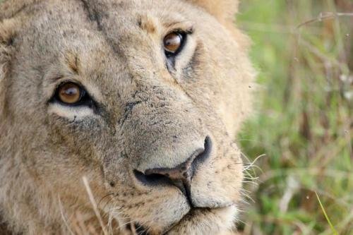 A lioness face upclose