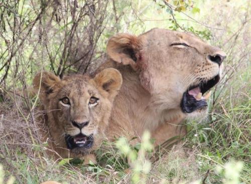 A lioness and its cub resting