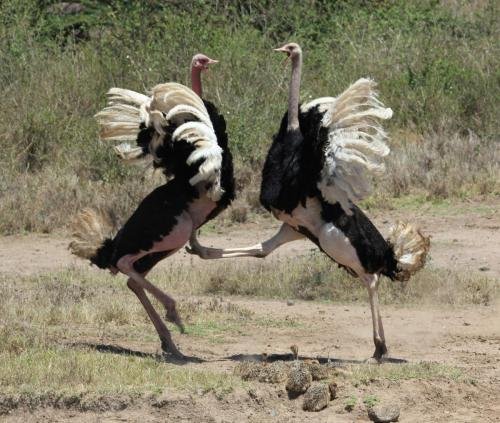 Two male Maasai ostriches 