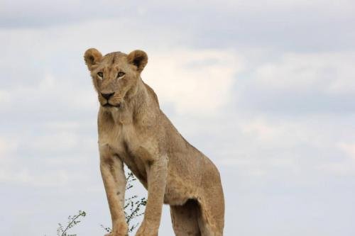 A majestic lioness