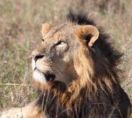 A male lion