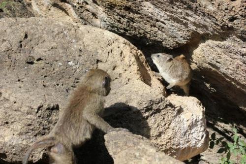 A young Baboon teasing a Rock Hyrax