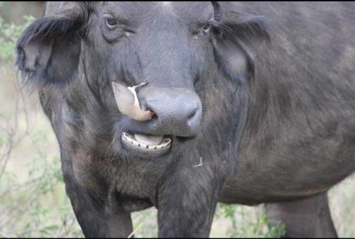 An Oxpecker cleaning a Cape Buffalo's nose