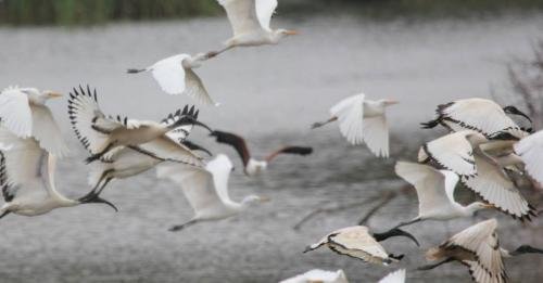 Sacred Ibis