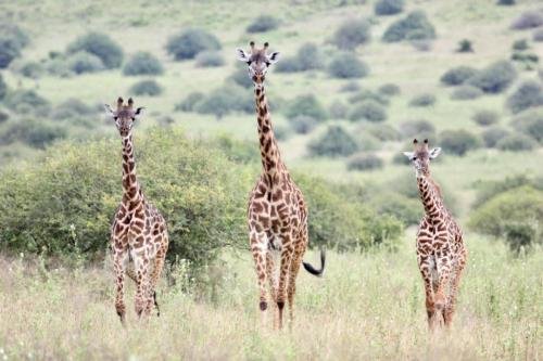 Three giraffes taking a stroll.