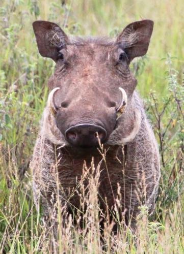 A Warthog