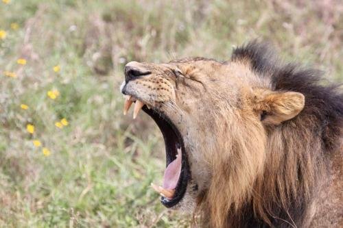 Yawning lion