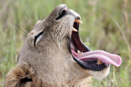 Yawning lioness