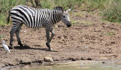 Zebra drinking at Mara river.